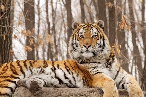 Das Siberian Tiger Park: Ein wilder Traum für Tierliebhaber!