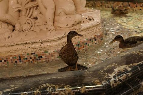  Die Peabody Ducks - Eine quirlige Tradition im Herzen von Memphis!